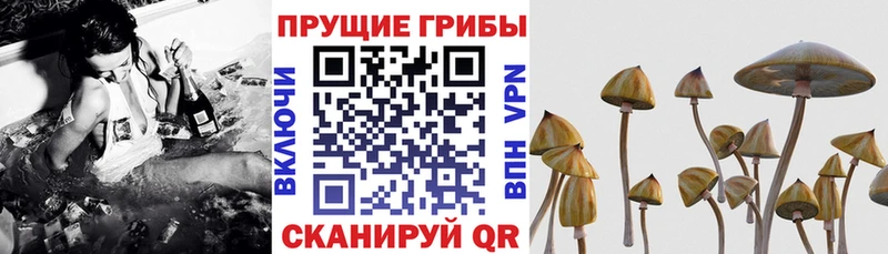 даркнет формула Питкяранта Псилоцибиновые грибы MAGIC MUSHROOMS